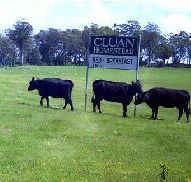 Cluan Homestead - The Managers Residence - Rent Accommodation