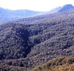 Callicoma Hill Eco-Cabins - Rent Accommodation