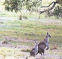 Kangaroo Ridge Retreat - Rent Accommodation