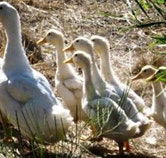 Duck Duck Goose Bed and Breakfast - Rent Accommodation