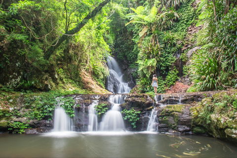 O'Reilly's Rainforest Retreat - Rent Accommodation 0