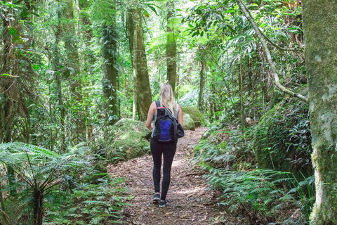 O'Reilly's Rainforest Retreat - Rent Accommodation 5