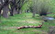 Omeo Caravan Park - thumb 3
