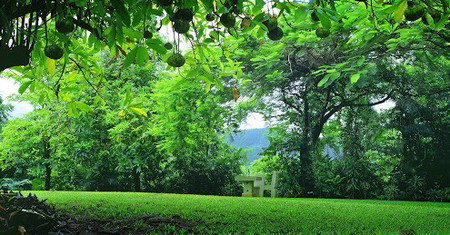 Misty Mountain Retreat - Rent Accommodation 0