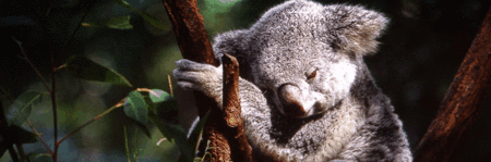Koala and River Cruise by Mirimar Cruises - Rent Accommodation
