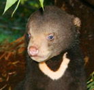 Perth Zoo - Rent Accommodation