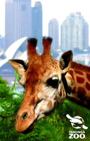 Taronga Zoo - Rent Accommodation 3