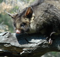 Moonlit Sanctuary Wildlife Conservation Park - Rent Accommodation