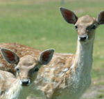 Marapana Wildlife Park - Rent Accommodation