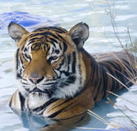 Zoo Doo Wildlife Park - Rent Accommodation
