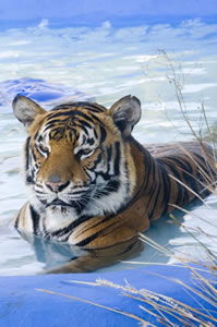 Zoo Doo Wildlife Park - Rent Accommodation 0