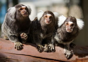 Zoo Doo Wildlife Park - Rent Accommodation 1