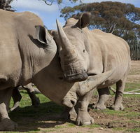 Monarto Zoo - Rent Accommodation