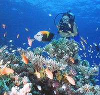 Drop Zone Dive Site - Rent Accommodation