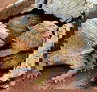 Alice Springs Reptile Centre - Rent Accommodation