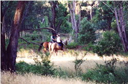 High Country Horses - Rent Accommodation 1
