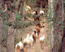 High Country Horses - Rent Accommodation 2