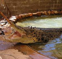 Wyndham Zoological Gardens and Crocodile Park - Rent Accommodation
