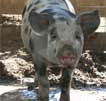 Wagga Wagga Zoo - Rent Accommodation