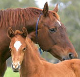 Blue Gum Farm - Rent Accommodation