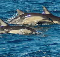 Dolphin Swim Australia - Rent Accommodation