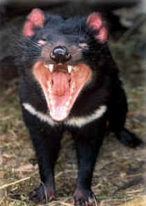 Zoo Doo Wildlife Park - Rent Accommodation 4
