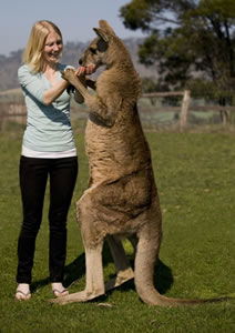 Zoo Doo Wildlife Park - Rent Accommodation 5