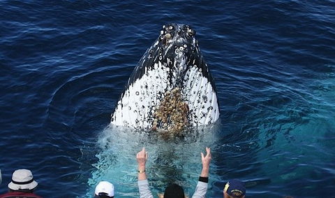 Spirit Of Gold Coast Whale Watching - Rent Accommodation 1