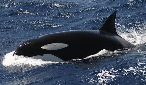 Spirit Of Gold Coast Whale Watching - Rent Accommodation 2