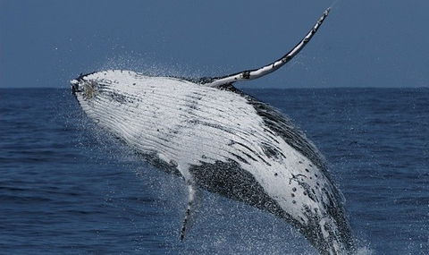 Spirit Of Gold Coast Whale Watching - Rent Accommodation 4