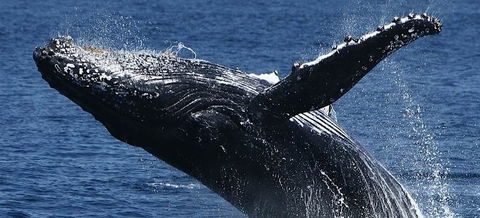 Spirit Of Gold Coast Whale Watching - Rent Accommodation 5