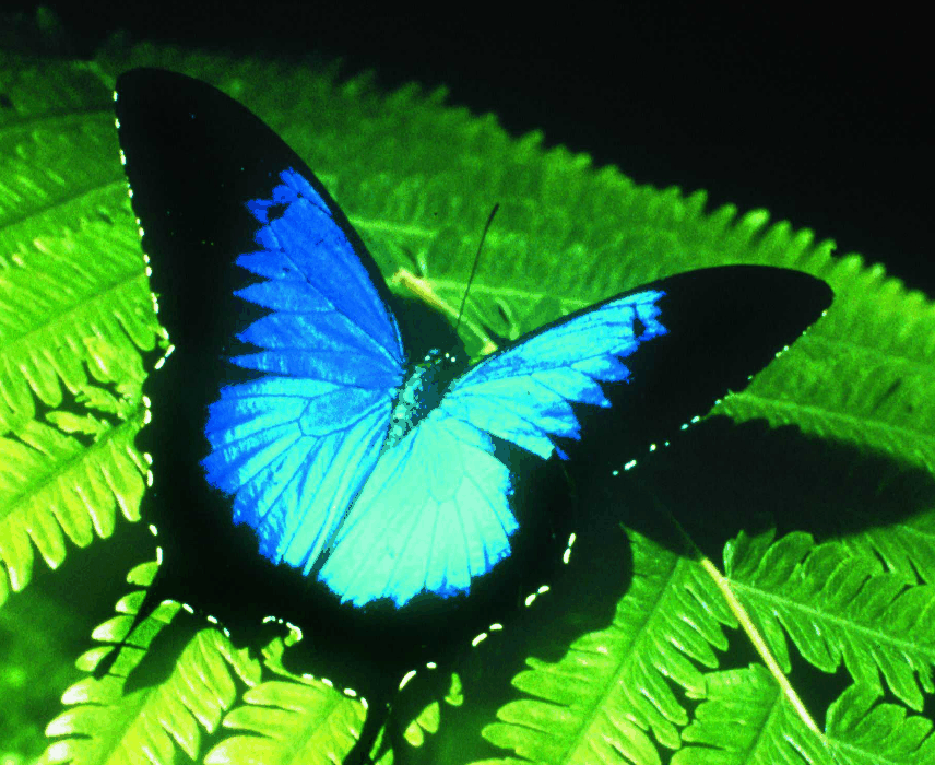 Australian Butterfly Sanctuary - Rent Accommodation