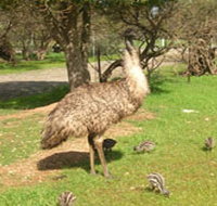 Minlaton Fauna Park - Rent Accommodation