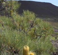 Lesueur Walk Trail Mount Lesueur - Rent Accommodation