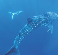 Ningaloo Marine Park - Rent Accommodation