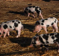 Will's Rare Breeds Farm - Rent Accommodation