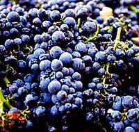 Laurel Bank Vineyard - Rent Accommodation