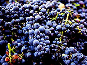 Laurel Bank Vineyard - Rent Accommodation 0