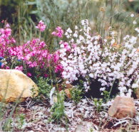 Stokes Bay Bush Garden - Rent Accommodation