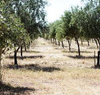 Talinga Grove Olive Oils - Rent Accommodation