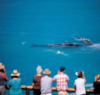 Whale Watching At Head Of Bight - Rent Accommodation