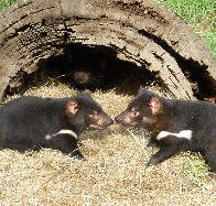 Wing's Wildlife Park - Rent Accommodation
