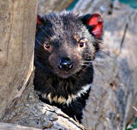 Trowunna Wildlife Sanctuary - Rent Accommodation