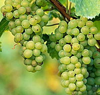 TP Vineyards - Rent Accommodation