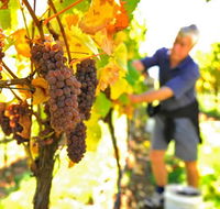 Native Point Wines - Rent Accommodation