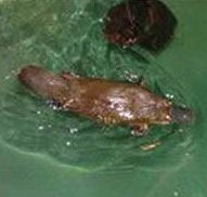 Platypus House - Rent Accommodation