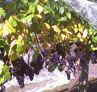 Palmara Vineyard - Rent Accommodation