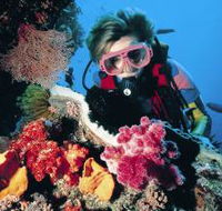 Nine Mile Reef Dive Site - Rent Accommodation
