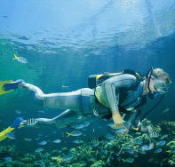 Manta Ray Bommie Dive Site - Rent Accommodation
