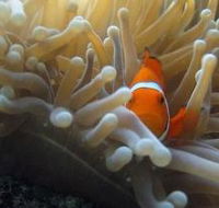 Flat Rock Dive Site - Rent Accommodation